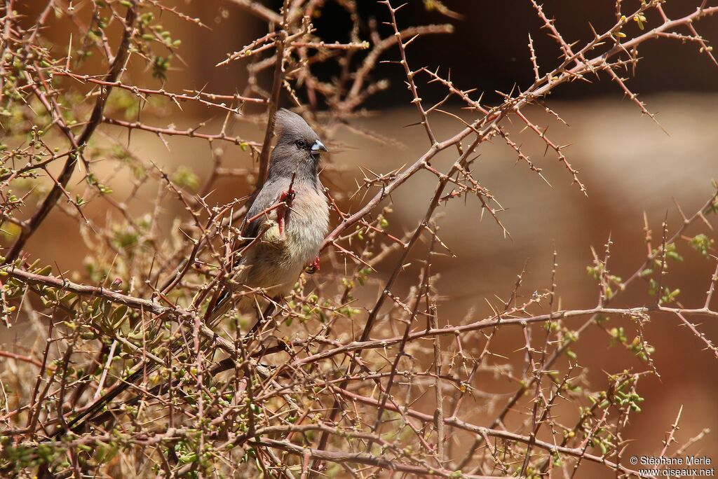 White-backed Mousebirdadult