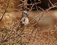 White-backed Mousebird