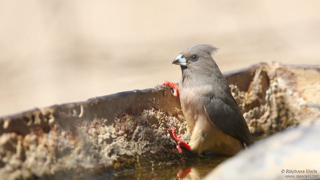 White-backed Mousebird