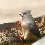 White-backed Mousebird