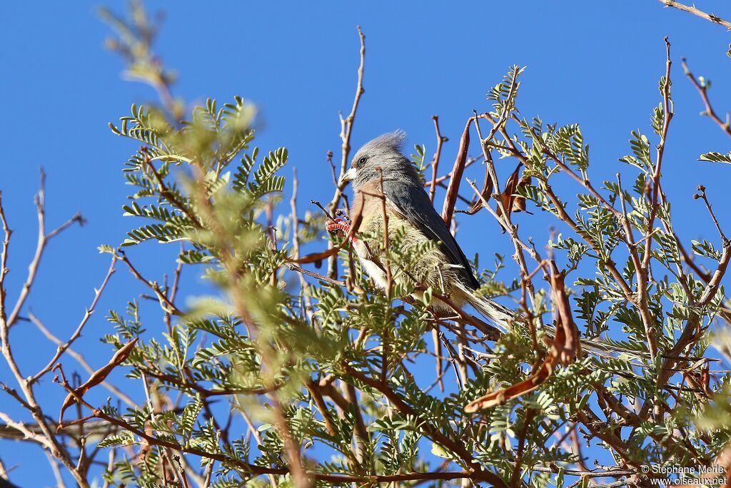 White-backed Mousebird