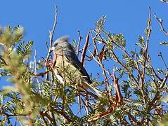 White-backed Mousebird