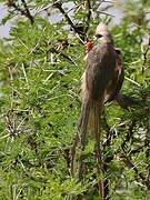 White-headed Mousebird