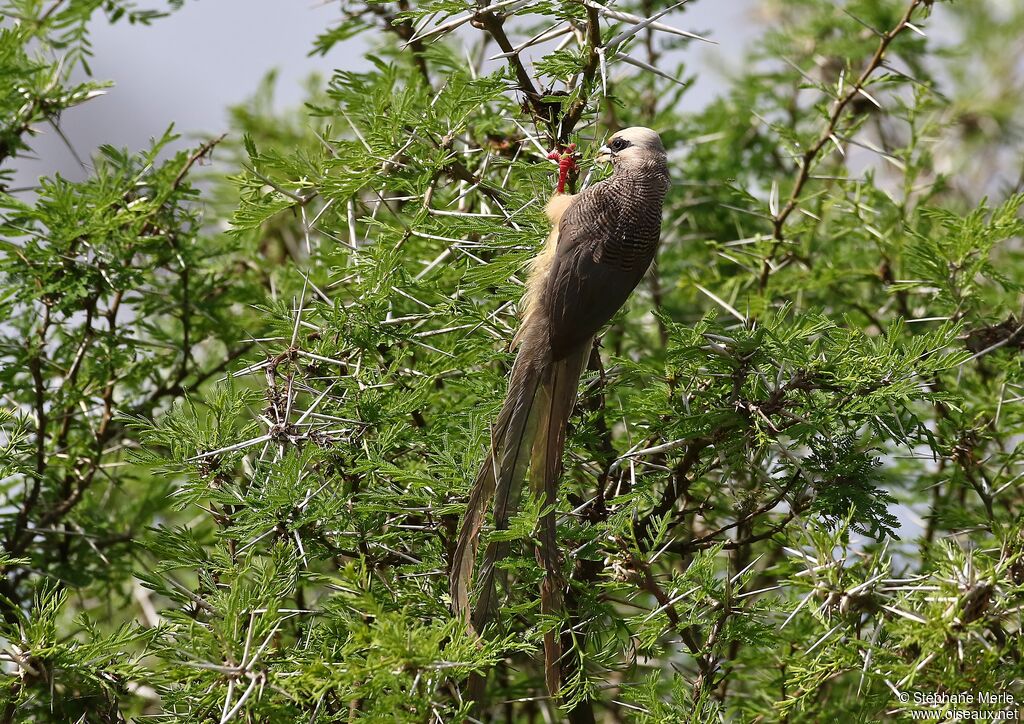 White-headed Mousebirdadult