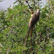 White-headed Mousebird