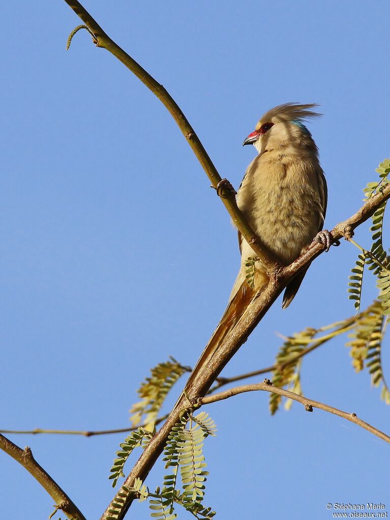 Blue-naped Mousebirdadult