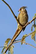 Blue-naped Mousebird