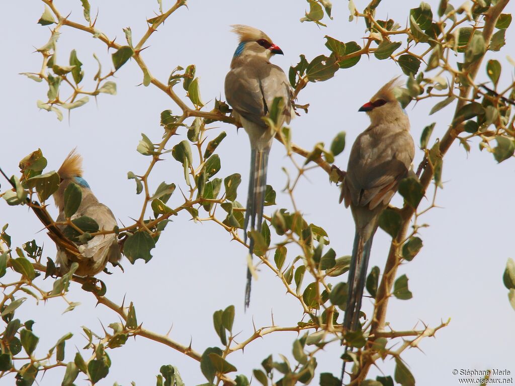 Blue-naped Mousebird