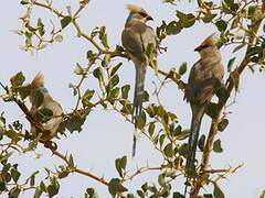 Blue-naped Mousebird