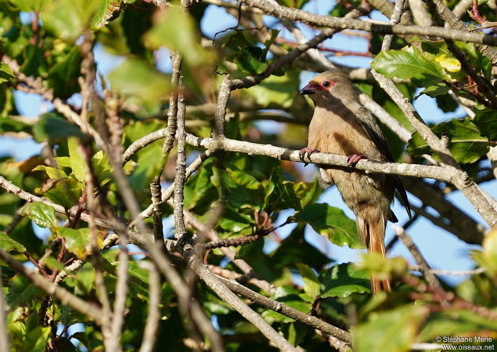 Red-faced Mousebirdadult