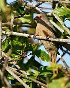 Red-faced Mousebird