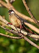 Speckled Mousebird