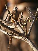 Speckled Mousebird