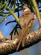 Speckled Mousebird