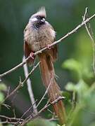 Speckled Mousebird