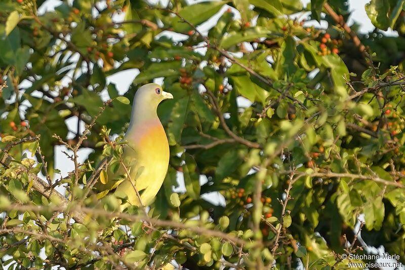 Orange-breasted Green Pigeon male adult