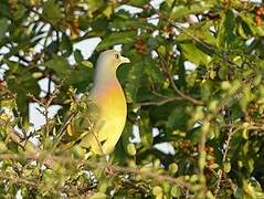 Orange-breasted Green Pigeon