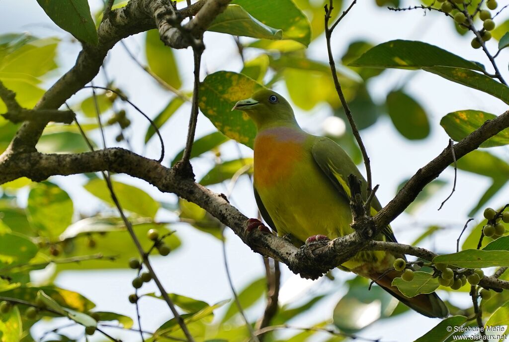 Orange-breasted Green Pigeon