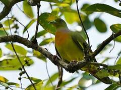 Orange-breasted Green Pigeon