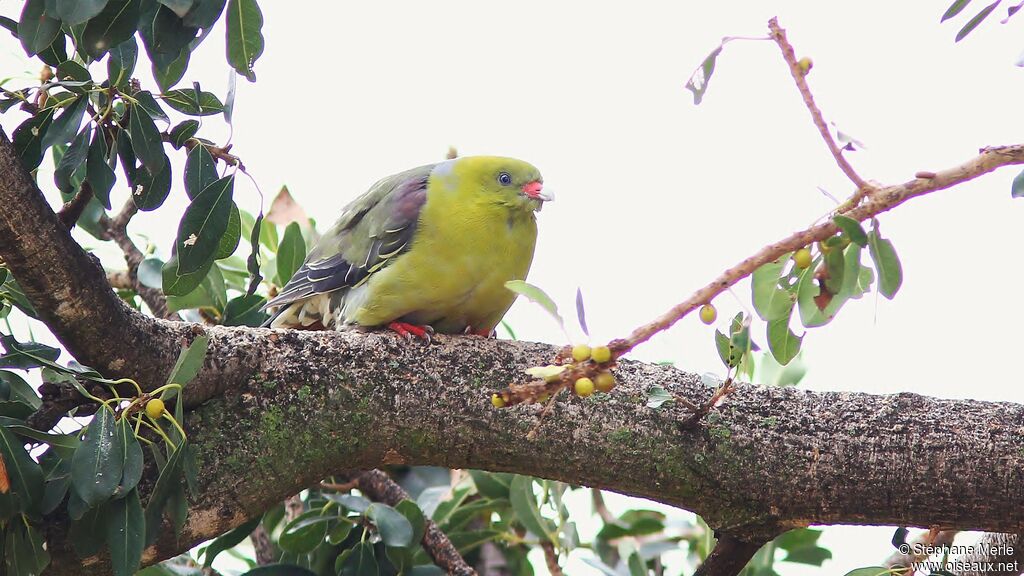 African Green Pigeon