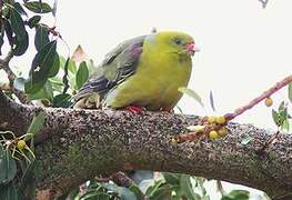 African Green Pigeon