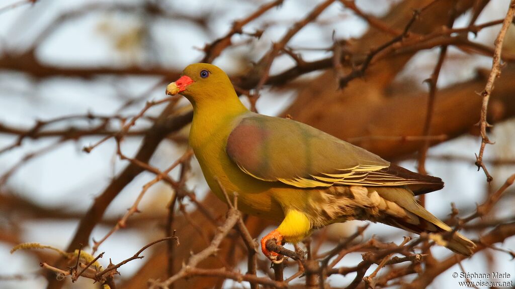 African Green Pigeonadult