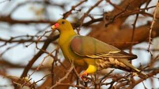 African Green Pigeon