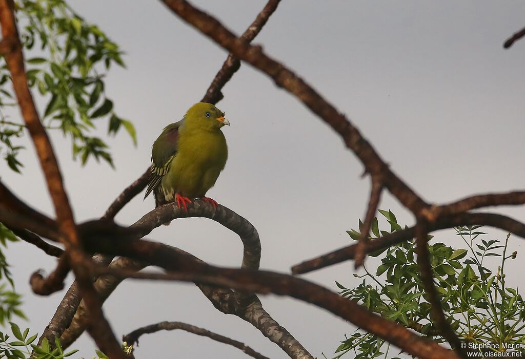 African Green Pigeonadult