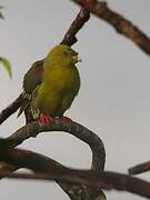 African Green Pigeon