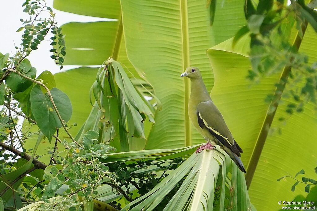 Pink-necked Green Pigeon female adult