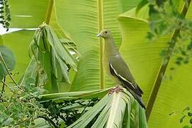 Pink-necked Green Pigeon