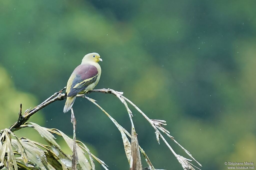 Sri Lanka Green Pigeonadult