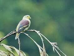 Sri Lanka Green Pigeon