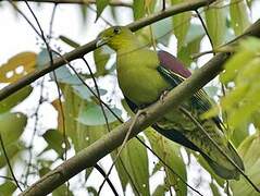 Sri Lanka Green Pigeon