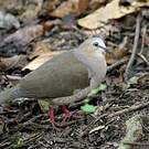 Colombe à front gris