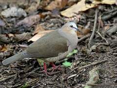 Grey-fronted Dove