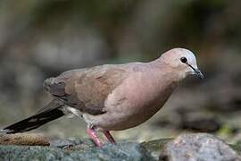 Grey-fronted Dove