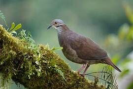 White-throated Quail-Dove