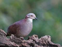 White-throated Quail-Dove