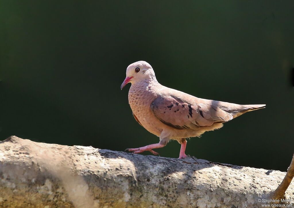 Common Ground Doveadult