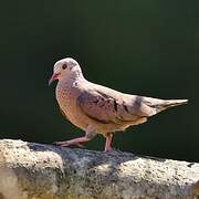 Common Ground Dove