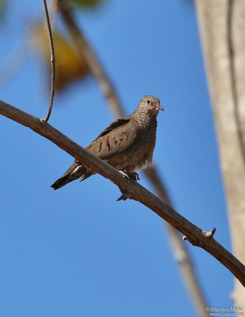 Common Ground Doveadult