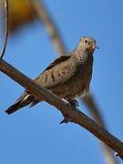 Common Ground Dove