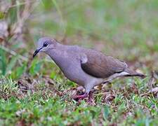 White-tipped Dove