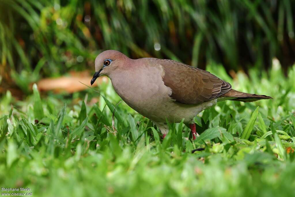 White-tipped Doveadult, pigmentation, fishing/hunting