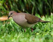 White-tipped Dove