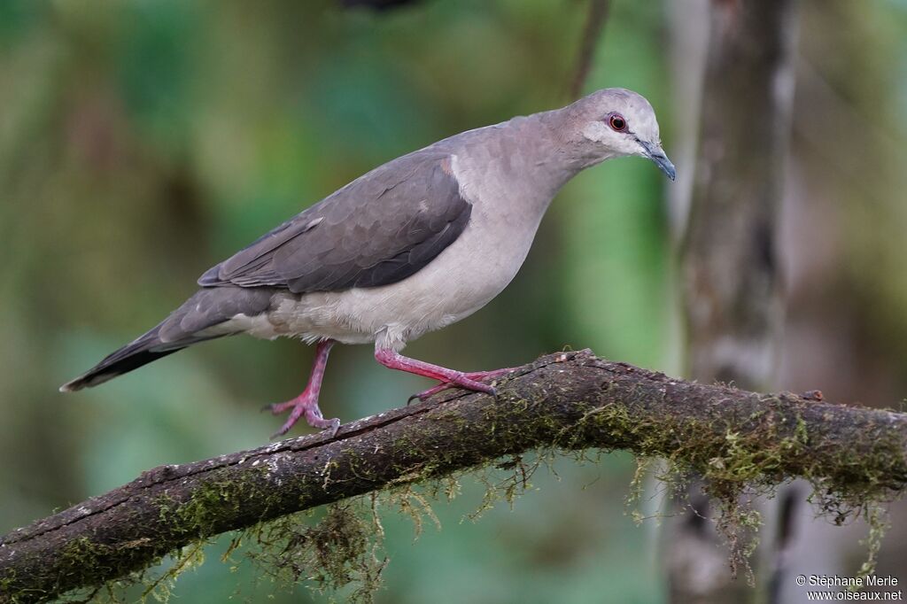 White-tipped Dove