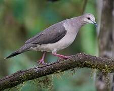 White-tipped Dove