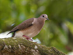 White-tipped Dove