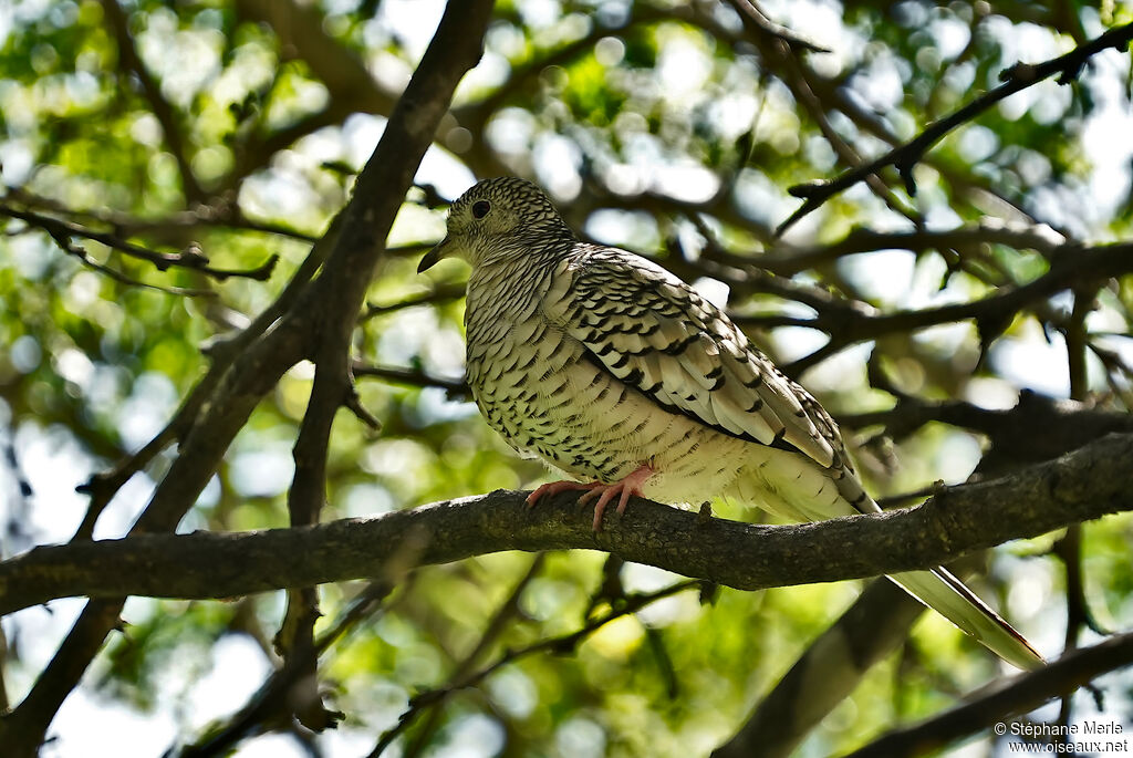 Scaled Doveadult